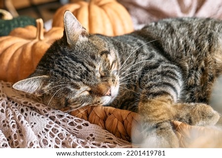 Cute tabby cat with pumpkin. Gray kitty sleeping hugging with pumpkin in wicker basket on woolen lace blanket. Fall mood, autumn vibes. Thanksgiving day. Defocused foreground. Selective focus.