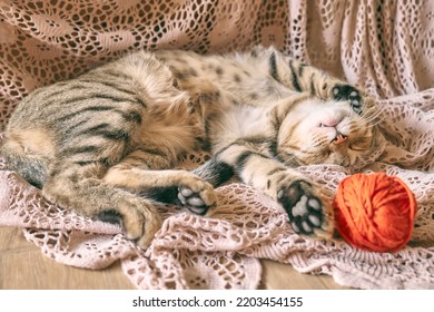 Cute Tabby Cat With Red Wool Ball Sleeping On Lace Beige Blanket. Funny Home Pet. Concept Of Relaxing And Cozy Wellbeing. Sweet Dream.