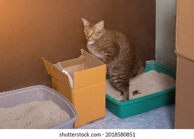 1,956 Cat Shit Images, Stock Photos & Vectors 