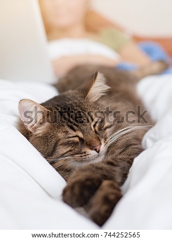 Cute tabby cat seeping in bed.