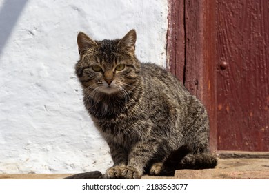 Cute tabby cat sitting in farm wooden hut house. Portrait tabby gray cat looking, sitting in wooden barn or shed. Tabby funny grey farm cat in garden rustic home. Kitten on ranch porch. Animal theme