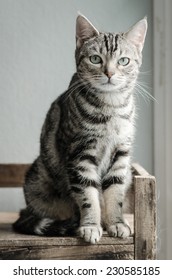 Cute tabby cat sitting and looking on old wood shelf