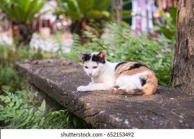 cute tabby cat sleep in park