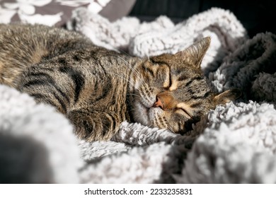 Cute tabby cat sleeping wrapped in warm gray plaid. Striped cat napping on couch. Pet in cozy cute warm home. - Shutterstock ID 2233235831
