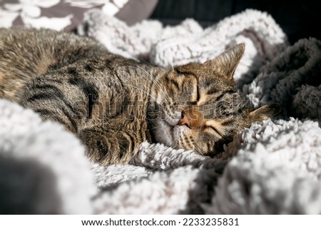 Cute tabby cat sleeping wrapped in warm gray plaid. Striped cat napping on couch. Pet in cozy cute warm home.