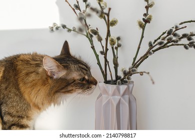Cute tabby cat smelling willow branches close up in sunny light in room. Happy Easter ! Pet and spring holiday decor. Maine coon sniffing blooming pussy willow, spring time