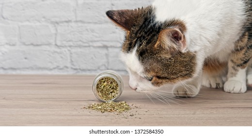  Cute Tabby Cat Sniffing Dried Catnip.