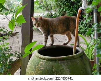 Cute Tabby Cat Standing On A Large Water Jug, Kapas Island, Malaysia