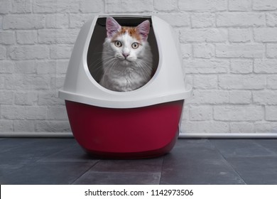 Cute tabby cat using a red, closed litter box.