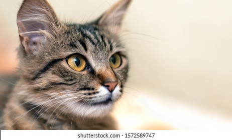 72,812 Yellow tabby cat Images, Stock Photos & Vectors | Shutterstock