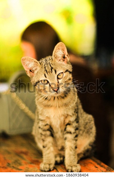 Cute Tabby Cat Yellow Eyes Stock Photo 1860938404 Shutterstock