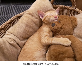 cat with teddy bear