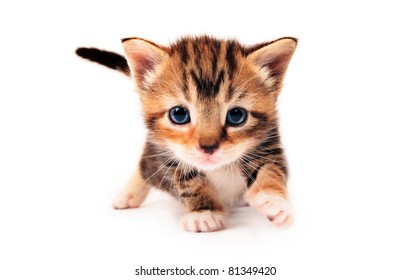 Chat De Bebe High Res Stock Images Shutterstock