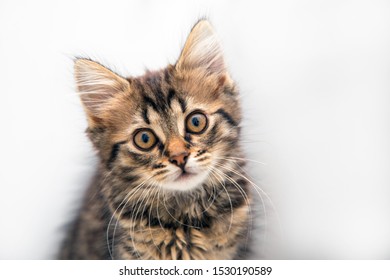 Cute Tabby Kitten Against Plain Background Looking At The Camera. 