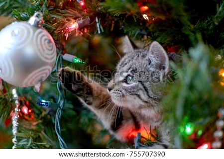 Cute tabby kitten in Christmas tree playing with ornament
