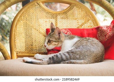 Cute Tabby Kitten Comfortably Relaxing On A Fancy Chair