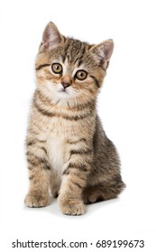 Cute Tabby Kitten Isolated On White Background