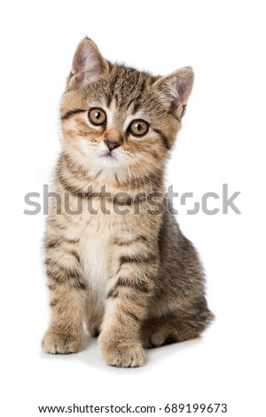 Cute tabby kitten isolated on white background
