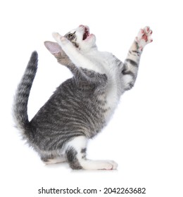 Cute Tabby Kitten Lift Paws Isolated Stock Photo 2042263682 | Shutterstock