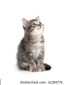 Cute tabby kitten looking up on white background