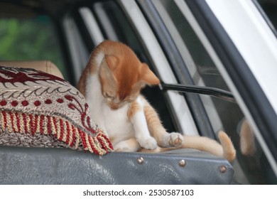 Cute tabby kitten lounging on a car seat with a traditional cushion. - Powered by Shutterstock