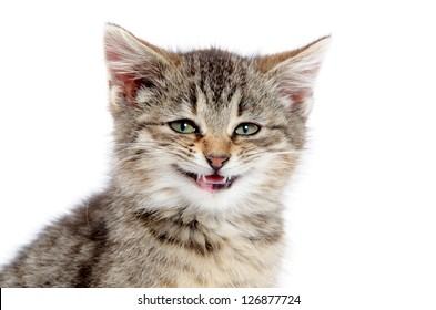 Cute tabby kitten with its mouth open and smiling on white background