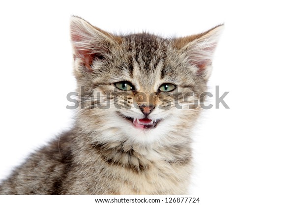 tabby cat white mouth