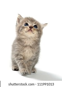 Cute tabby kitten on white background - Shutterstock ID 111991013