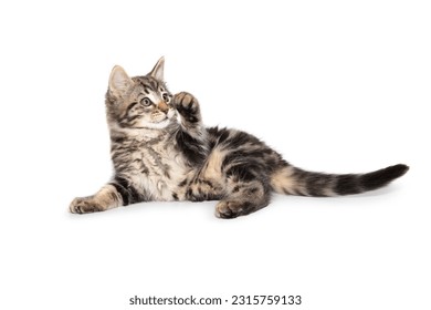cute tabby kitten on white background
