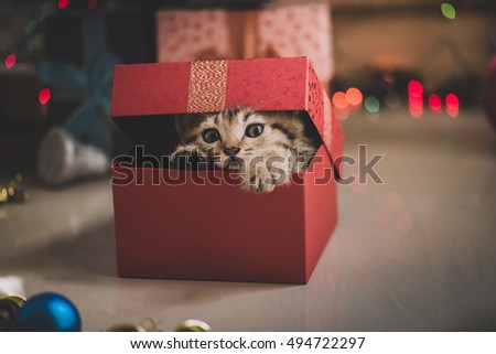 Cute tabby kitten playing in a gift box with Christmas decoration