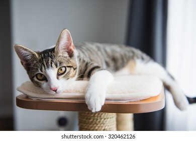 Cute Tabby Kitten Relaxing On Top Of Cat Tree