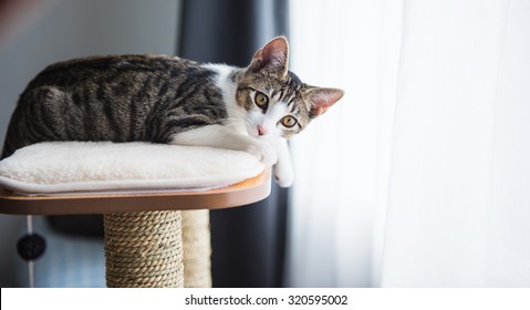 Cute Tabby Kitten Relaxing On Top Of Cat Tree