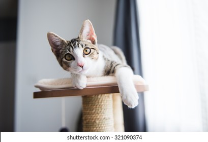 Cute Tabby Kitten Relaxing On Top Of Cat Tree