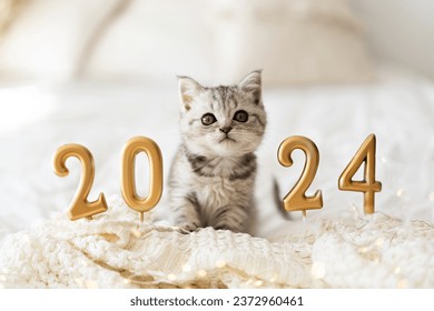 A cute tabby kitten of the Scottish straight cat breed sits on a knitted blanket. Good New Year spirit. Ready postcard 2024. Happy New Year animal, pet, cat.