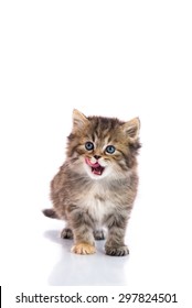 Cute tabby kitten sitting and licking lips up on white background isolated