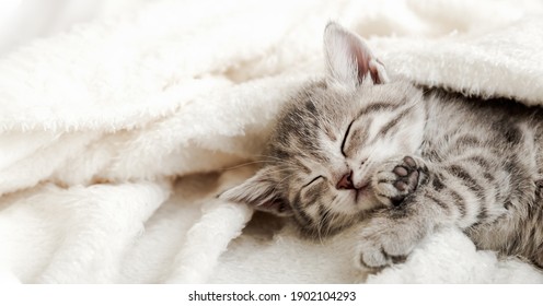 Cute tabby kitten sleep on white soft blanket. Cats rest napping on bed. Comfortable pets sleep at cozy home. Long web banner.