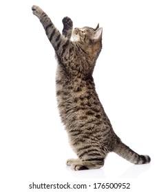Cute tabby kitten standing on hind legs and leaping. isolated on white background