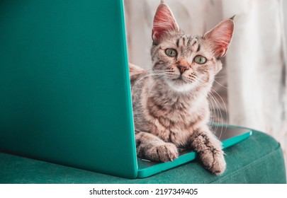 Cute Tabby Kitten Using A Computer To Rest. Pixie Bob Breed Cat Hybrid Crossing Of The Iberian Lynx. Remote Work From Home On An Emerald Green Computer. Funny Pussycat On Top Of The Laptop.