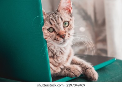 Cute Tabby Kitten Using A Computer To Rest. Pixie Bob Breed Cat Hybrid Crossing Of The Iberian Lynx. Remote Work From Home On An Emerald Green Computer. Funny Pussycat On Top Of The Laptop.