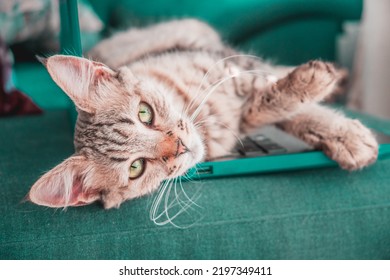 Cute Tabby Kitten Using A Computer To Rest. Pixie Bob Breed Cat Hybrid Crossing Of The Iberian Lynx. Remote Work From Home On An Emerald Green Computer. Funny Pussycat On Top Of The Laptop.