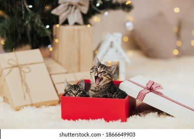 Cute tabby kittens sitting in red Christmas box near tree. One kitten yawns. - Powered by Shutterstock