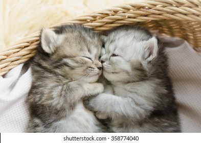 Cute tabby kittens sleeping and hugging in a basket