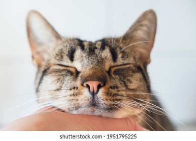 Cute tabby kitty enjoying caresses of his human. Female hand petting european shorthair cat, close up. Domestic animals. Purring cat against white background. - Powered by Shutterstock