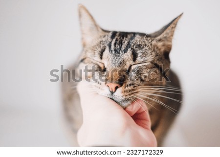 Cute tabby kitty enjoying caresses of his human. Female hand petting european shorthair cat, close up. Domestic animals. Purring cat.