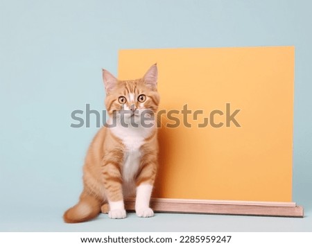 a cute tabby orange cat with blank board on isolated pastel color background, playful and adorable pet