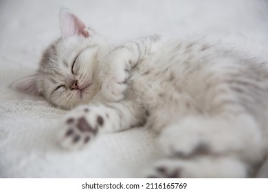 Cute tabby Scottish short hair silver kitten. Dreaming kittens sleep on a bed under warm white blanket. Pets sleep at cozy home. Top down view web banner. Funny adorable pets cats. Postcard concept. - Shutterstock ID 2116165769