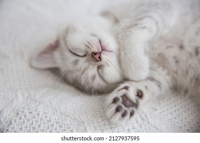 Cute tabby Scottish short hair silver kitten. Dreaming kittens sleep on a bed under warm white blanket. Pets sleep at cozy home. Top down view web banner. Funny adorable pets cats. Postcard concept. - Shutterstock ID 2127937595
