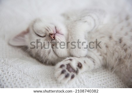 Cute tabby Scottish short hair silver kitten. Dreaming kittens sleep on a bed under warm white blanket. Pets sleep at cozy home. Top down view web banner. Funny adorable pets cats. Postcard concept.