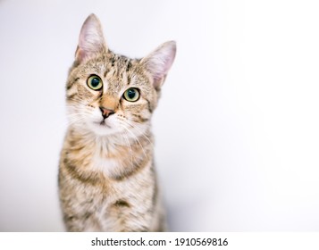 A Cute Tabby Shorthair Cat Looking At The Camera With A Head Tilt