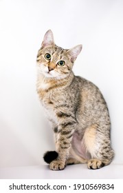 A Cute Tabby Shorthair Cat In A Sitting Position, Looking At The Camera With A Head Tilt